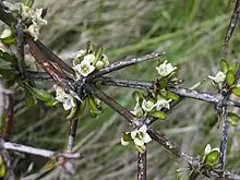 Blüten und Zweige von Discaria toumatou