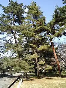Japanische Rotkiefer