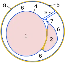 Querschnitt durch den Scheidenhautfortsatz: 1&nbsp;Hoden 2&nbsp;Nebenhoden 3&nbsp;Hodengekröse 4&nbsp;Organblatt der Scheidenhaut &nbsp;&nbsp;&nbsp;(Epiorchium) 5&nbsp;Wandblatt der Scheidenhaut &nbsp;&nbsp;&nbsp;(Periorchium) 6&nbsp;Cavum vaginale 7&nbsp;Nebenhodengekröse 8&nbsp;Fascia spermatica interna