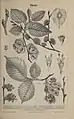 Gegenüberstellung von Feldulme (oben) und Flatterulme (unten) aus Meyers Konversationslexikon, vol. 14, 1885 bis 1890