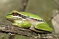 Laubfrosch