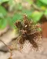 Rahmenhülsen von Mimosa pudica