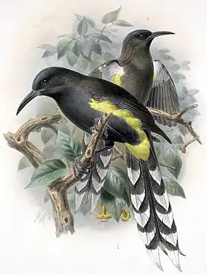 Ohrbüschelmohoaus Walter Rothschild: The Avifauna of Laysan,1893–1900