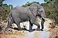 Elefant im Moremi-Wildreservat