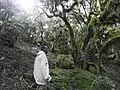 Bergführer im Wald unterhalb des Gipfels