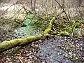 Quellaustritt im Mühlthal