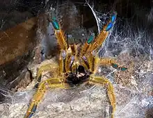 Sich aufbauende Vogelspinne (Pterinochilus murinus)
