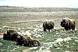 Zeit der Ruhe (Victoria-Insel, Nunavut, Kanada)