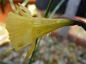 Blüte von Narcissus hedraeanthus