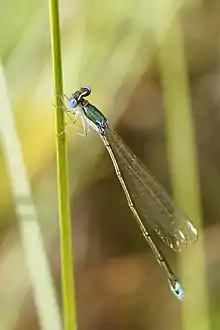 2018 Zwerglibelle