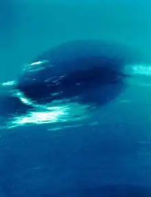Neptuns „Great Dark Spot“