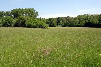 Feuchte Wiese nördlich der Kreisstraße mit Kuckucks-Lichtnelke (2021)