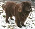 Neufundländer