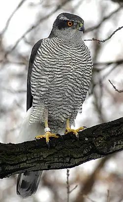 Habicht(Accipiter gentilis)