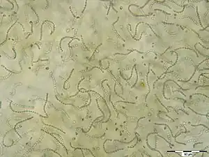 Nostoc sp., Zellfäden