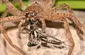 Springspinne