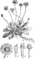 Illustration von Martin Cilenšek