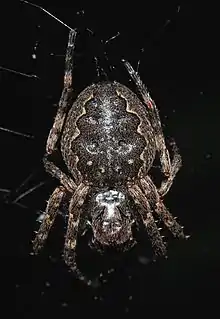 2017 Nuctenea umbratica