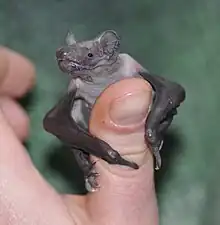 Abendsegler – Jungtier (Nyctalus noctula)