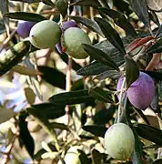 Olivenbaum