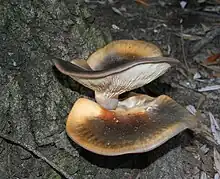 Australischer GeisterpilzOmphalotus nidiformis