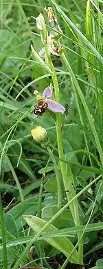 Bienen-Ragwurz
