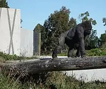Westlicher Flachlandgorilla