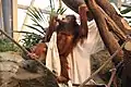 Orang-Utan in der Tropenhalle