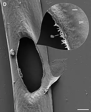 Die Perforation durch O.&nbsp;agilis zeigt Abbau der Strukturkomponenten der Mougeotia-Zellwand: Biopolymere (Pektine?, „gel“) und Zellulose-Mikrofibrillen („fib“).