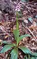 Orchis purpurea bei Leinburg, Mittelfranken (Ornatentonstufe)