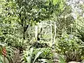 Orchideen-Garten Waqanki