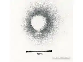 Lederbergvirus, Podoviren