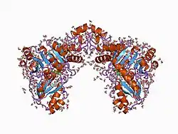 Cystathionin-β-Lyase (Escherichia coli)