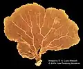 Pacifigorgia sp.