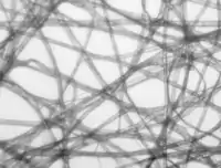 Hellfeldmikroskopie, Kontrast wird durch Absorption des Lichts im Objekt erzeugt.