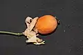 getrocknete, sterile Frucht der Passiflora caerulea, 24&nbsp;mm groß