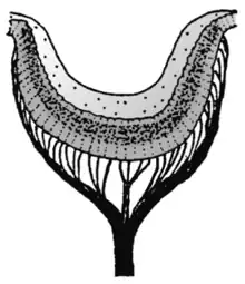 Abb.&nbsp;19 Pigmentbecherauge der Napfschnecke