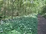 Im Paunsdorfer Wäldchen