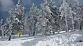 Postăvarul im Winter
