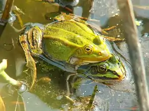 2023 Kleiner Wasserfrosch