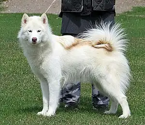 Kanadischer Eskimohund