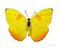 Phoebis philea, Oberseite