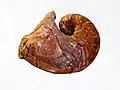 Nautiloid Phragmoceras, Silur, Tschechien