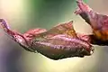 Subadultes Tier