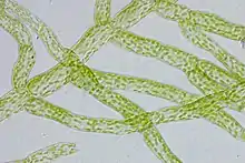 Protonema von Physcomitrella