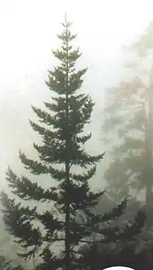 Guatemala-Tanne (Abies guatemalensis)