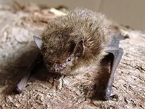 Rauhautfledermaus, Fledermaus des Jahres 2015