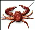 Pisidia longicornis, ein Porzellankrebs