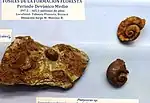 Paleontologische Stätte des Mittleren Devon in Floresta, Boyacá