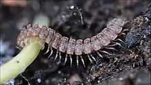 Polydesmus angustus ist die häufigste und bekannteste heimische Bandfüßer-Art